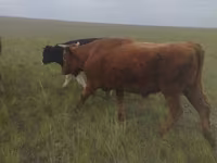 Bulle, Russian Black pied cattle — Foto 2