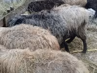 Sheep, Sheep — photo 2