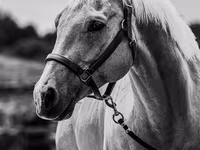 घोड़ा, Quarter Horse — फ़ोटो 6
