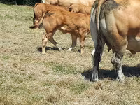 Cow, Cast cow — photo 4