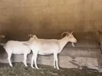Cabra, Pomellata goat — foto 1