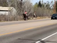 Caballo, Mustang — foto 7