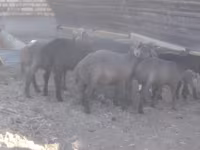 मेढ़ा, Arabi sheep — फ़ोटो 3