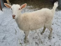Goat, Saanen goat — photo 1