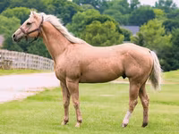 घोड़ा, Quarter Horse — फ़ोटो 1