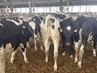 Kuh, Holstein-Rasse — Foto 1