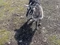 თხა, Alpine goat — ფოტო 6