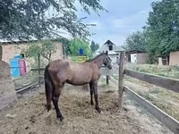 Stute, French Trotter — Foto 3