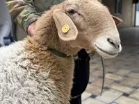 भेड़, Awassi sheep — फ़ोटो 2
