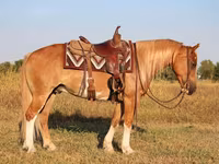 ცხენი, Gypsy horse — ფოტო 4