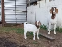თხა, Saanen goat — ფოტო 4