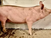 母猪, Pigs — 照片 1