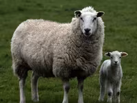 मेढ़ा, Edilbay sheep — फ़ोटो 5