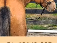 Caballo, Palomino — foto 8