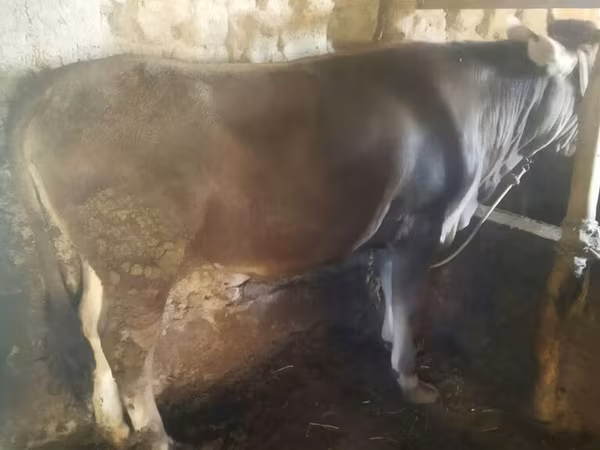 Toro, Ganado vacuno