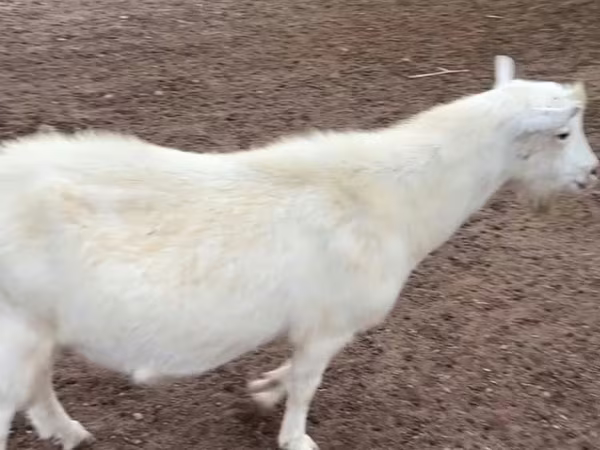बकरा, Saanen goat
