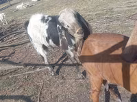 बकरा, Nubian Goat — फ़ोटो 2