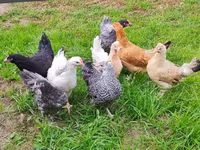 Chickens — फ़ोटो 1