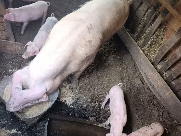 ნეზვი, Ландрас