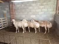 Sheep, Afghan Arabi sheep — photo 2