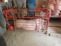 Säue, Schweine — Foto 5