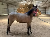 فرس, Rocky Mountain Horse — الصورة 8