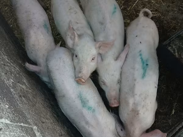 Säue, Schweine