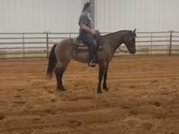Stute, Quarter Horse — Foto 4