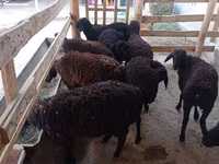 ცხვარი, Tajik sheep — ფოტო 2