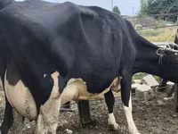 母牛, Russian Black pied cattle — 照片 3