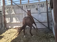 Hengst, Arabian horse — Foto 6