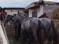 ცხენი, Horse breed — ფოტო 1
