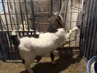 Billy Goat, Kamori goats — photo 4