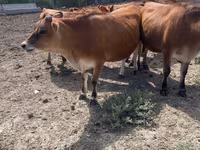 Vaca, Raza Jersey — foto 3