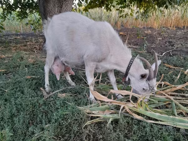 母山羊, Goats