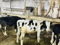 Toro, Ganado vacuno — foto 2