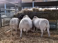 ვერძი, Dorper sheep — ფოტო 4