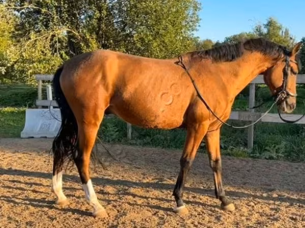 公马, Horses