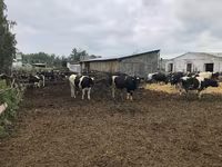 Vaca, Raza Holstein — foto 5