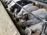 Ram, Sheep — photo 2
