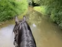 Yegua, Przewalski's horse — foto 3