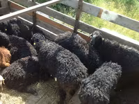 ვერძი, Edilbay sheep — ფოტო 1