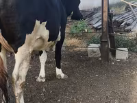 Kuh, Russian Black pied cattle — Foto 6