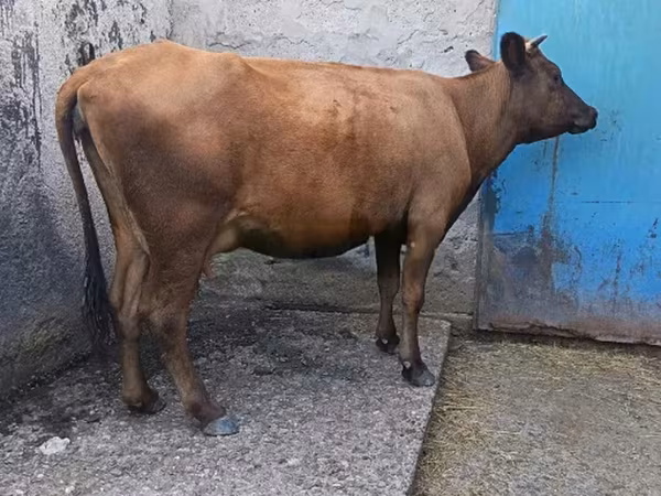 ძროხა, მსხვილფეხა რქოსანი — საქართველო