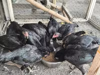 Chickens — ფოტო 5