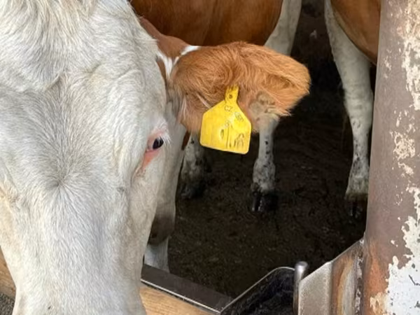 Kuh, Simmental cattle