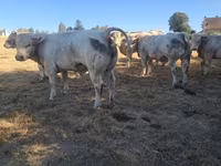 Toro, Raza de vaca — foto 2