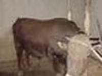 Toro, Vaca de estepa roja — foto 8
