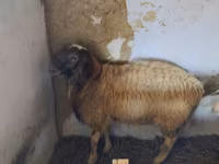 मेढ़ा, भेड़ — फ़ोटो 2