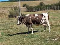 母牛, Cattle — 照片 1